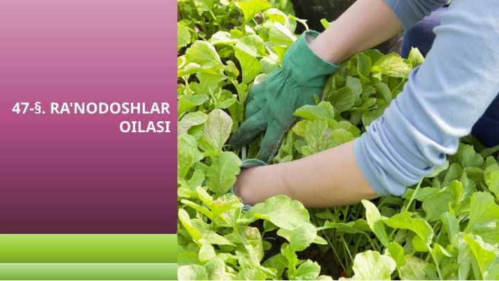 RA'NODOSHLAR OILASI