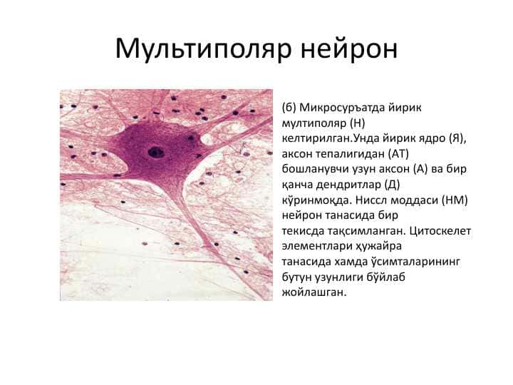 Nerv sistemasi tarqatma materiallar