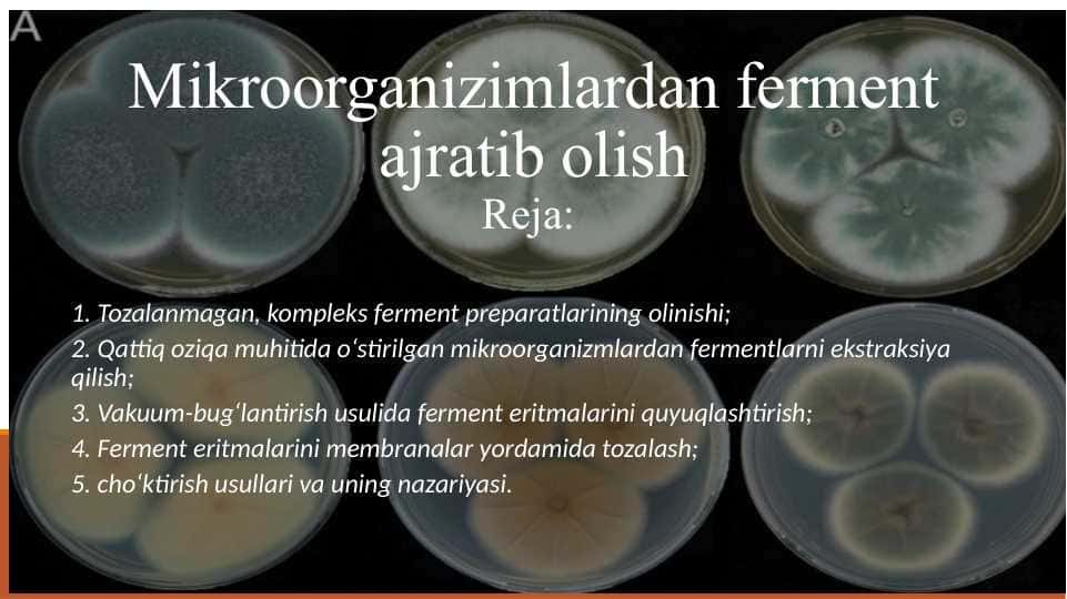 Mikroorganizimlardan ferment ajratib olish