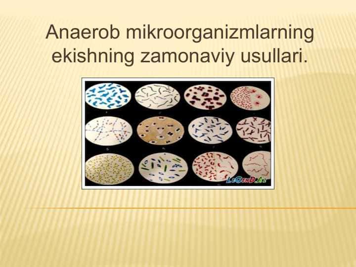 Anaerob bakteriyalar ajratib olishda zamonaviy ekish usullari