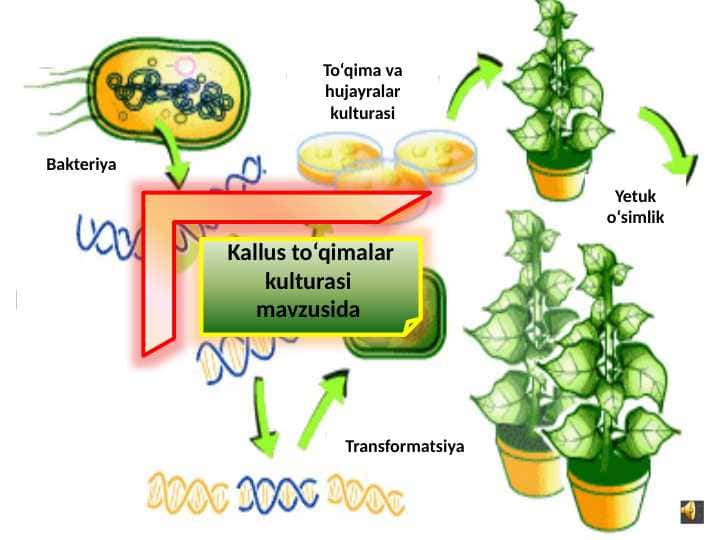 Kallus to‘qimalar kulturasi