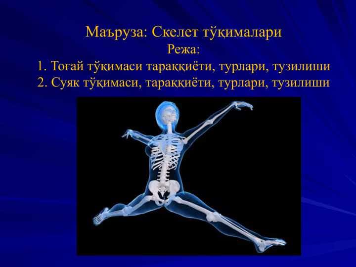 Скелет тўқималари