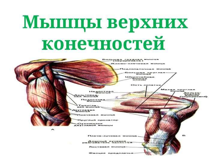 Мышцы верхних конечностей Мышцы плечевого пояса