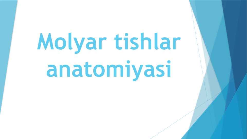 Molyar tishlar anatomiyasi