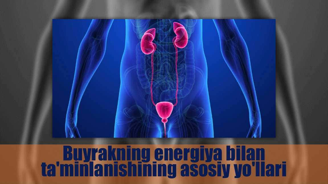 Buyrakning-energiya-bilan-taminlanishining-asosiy-yollari