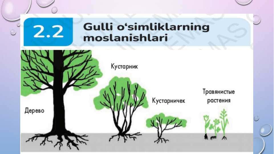 Gulli o'simliklarning moslanishi