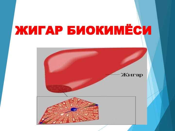 JIGAR BIOKIMYOSI. ЖИГАР БИОКИМЁСИ
