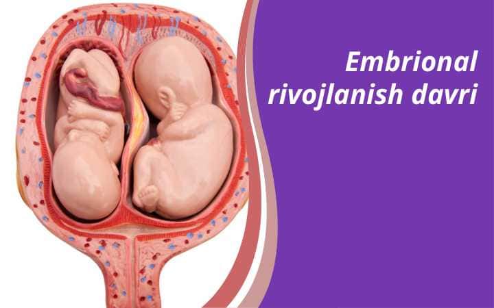 Embrional rivojlanish davri