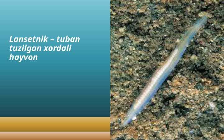 Lansetnik – tuban tuzilgan xordali hayvon