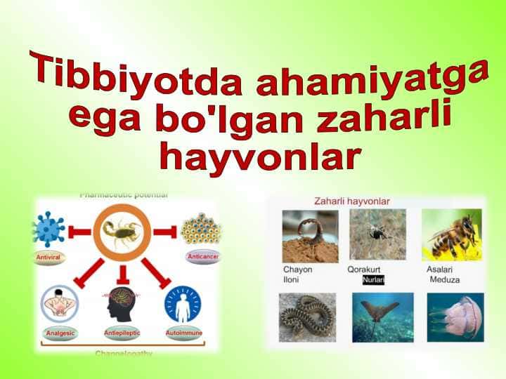 Tibbiyotda ahamiyatga ega bo'lgan zaharli hayvonlar