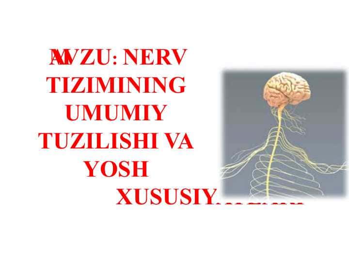 NERV TIZIMINING UMUMIY TUZILISHI VA YOSH XUSUSIYATLARI
