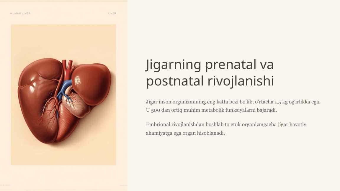 Jigarning prenatal va postnatal rivojlanishi