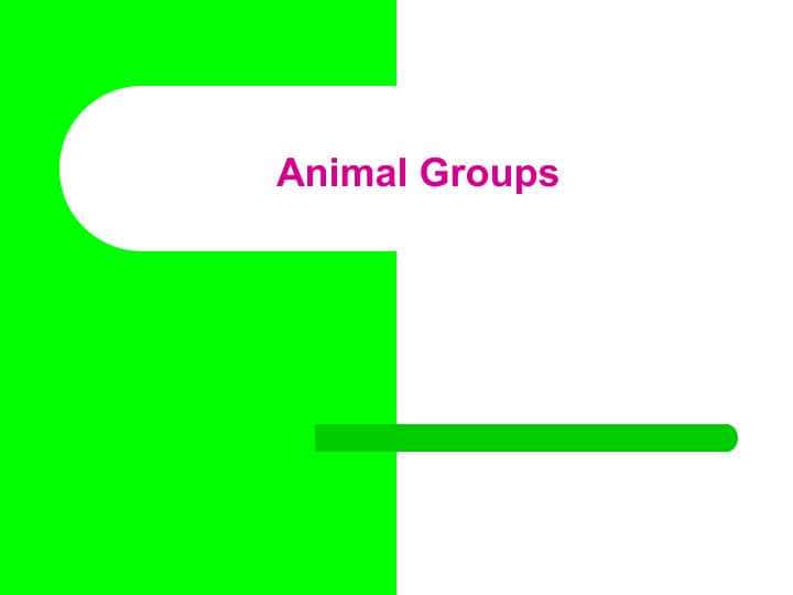 Animal Groups