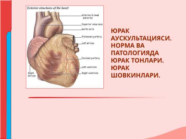ЮРАК АУСКУЛЬТАЦИЯСИ.НОРМА ВА ПАТОЛОГИЯДА ЮРАК ТОНЛАРИ. ЮРАК ШОВКИНЛАРИ.