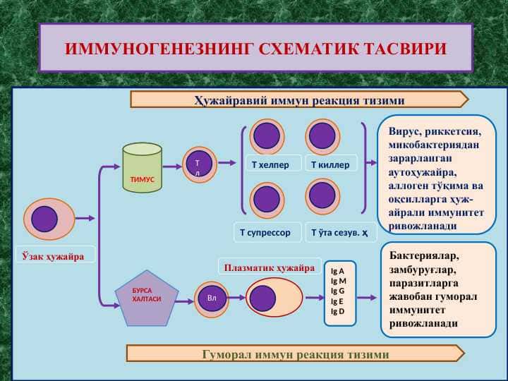 ИММУНОГЕНЕЗНИНГ СХЕМАТИК ТАСВИРИ