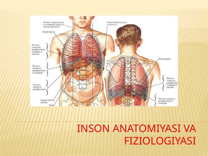 Inson anatomiyasi va fiziologiyasi
