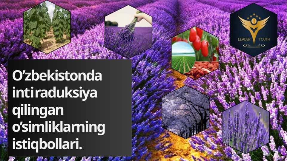 O’zbekistonda intraduksiya qilingan o’simliklarning istiqbollari.