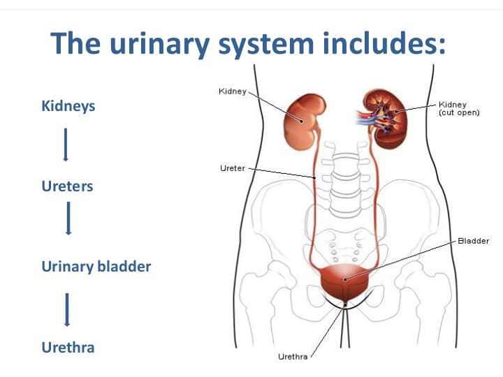 The urinary system includes