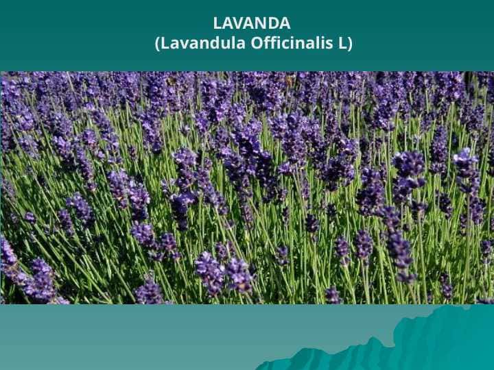 LAVANDA (Lavandula Officinalis L)