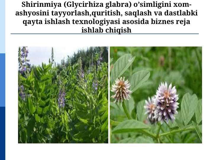 Shirinmiya (Glycirhiza glabra) o’simligini xom-ashyosini tayyorlash,quritish, saqlash va dastlabki qayta ishlash texnologiyasi asosida biznes reja ishlab chiqish