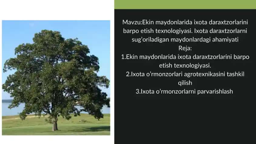 Ekin maydonlarida ixota daraxtzorlarin barpo etish texnologiyasi. Ixota daraxtzorlarni sug'oriladigan maydonlardagi ahamiyati