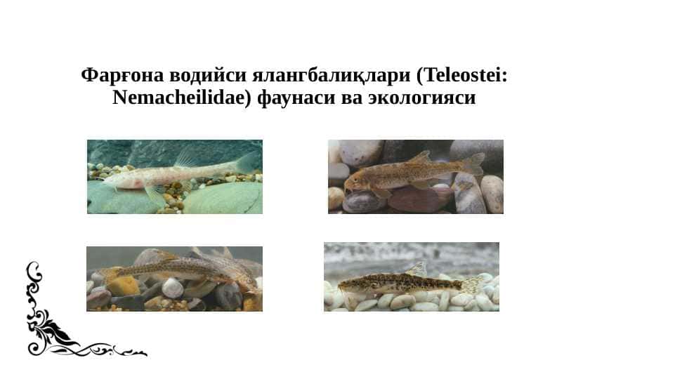 Фарғона водийси ялангбалиқлари (Teleostei: Nemacheilidae) фаунаси ва экологияси
