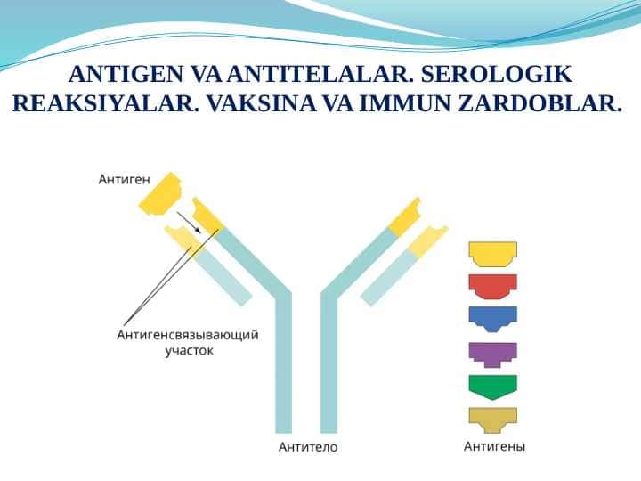 ANTIGEN VA ANTITELALAR. SEROLOGIK REAKSIYALAR. VAKSINA VA IMMUN ZARDOBLAR.