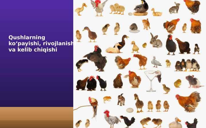 Qushlarning ko‘payishi, rivojlanishi va kelib chiqishi