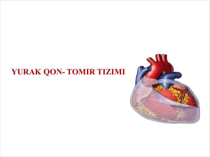 YURAK QON-TOMIR TIZIMI
