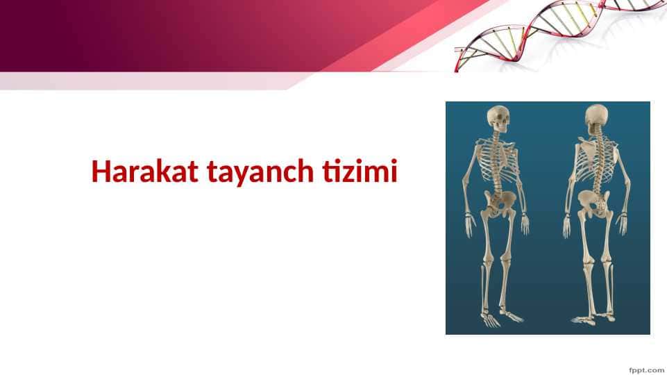Harakat tayanch tizimi