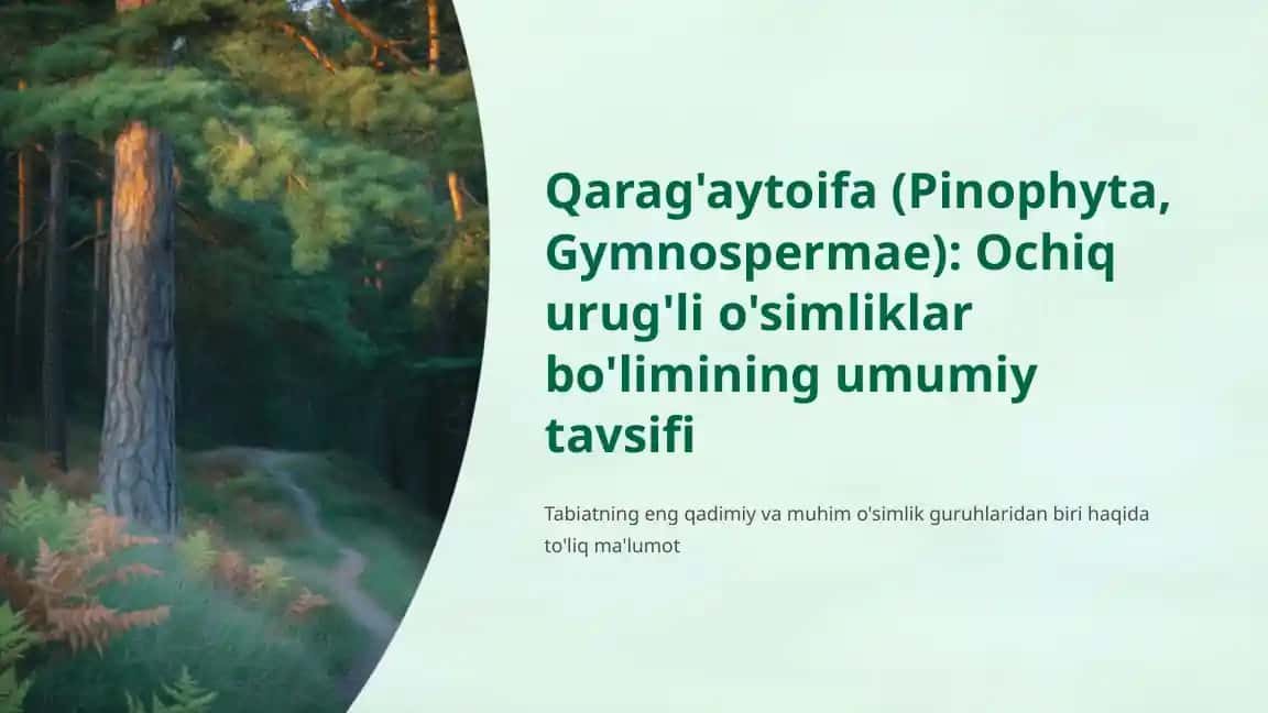 Qarag'aytoifa (Pinophyta, Gymnospermae): Ochiq urug'li o'simliklar bo'limining umumiy tavsifi