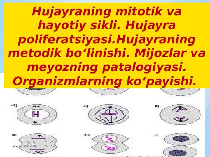 Hujayraning mitotik va hayotiy sikli.