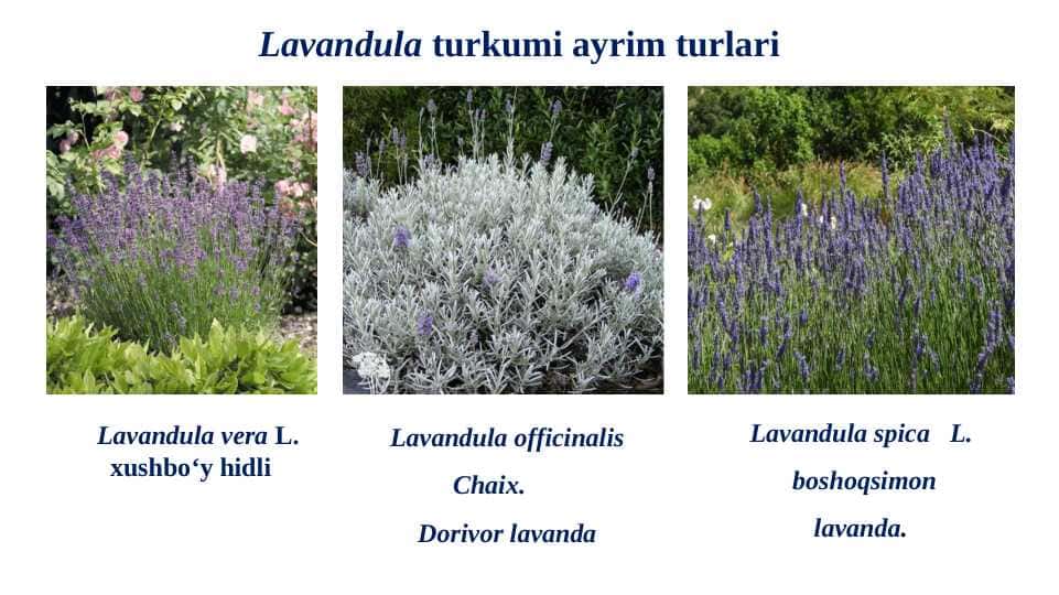 Lavandula turkumi