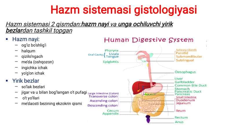 Hazm sistemasi gistalogiyasi