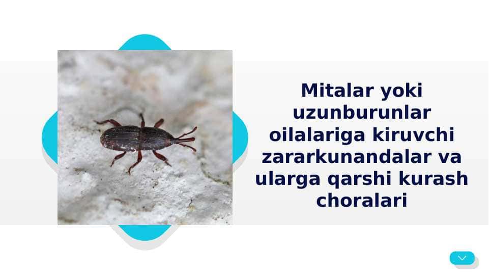Mitalar yoki uzunburunlar oilalariga kiruvchi zararkunandalar va ularga qarshi kurash choralari