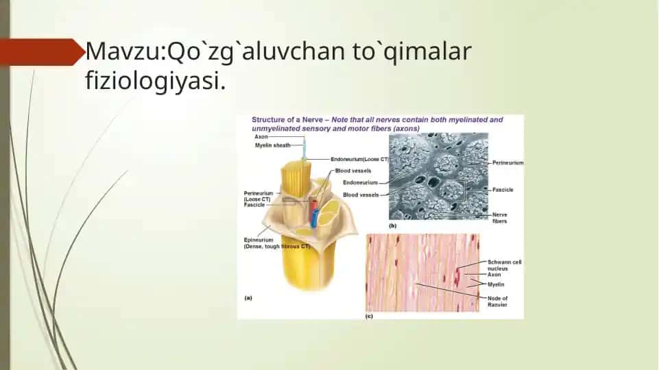 Qo‘zg‘aluvchan to‘qimalar fiziologiyasi