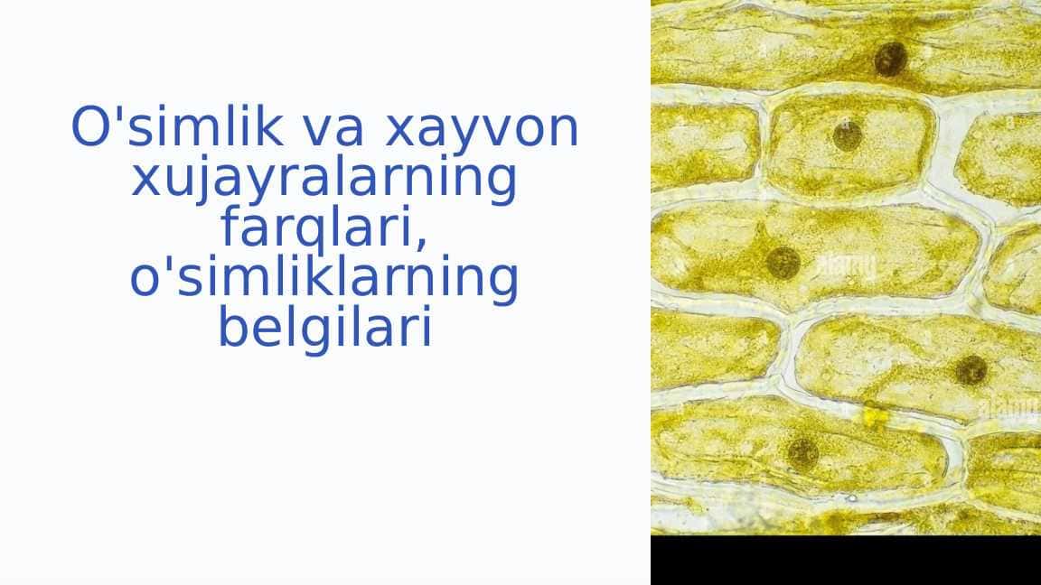 O'simlik va xayvon xujayralarning farqlari, o'simliklarning belgilari