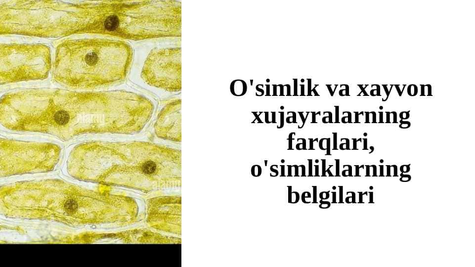 O'simlik va xayvon xujayralarning farqlari, o'simliklarning belgilari
