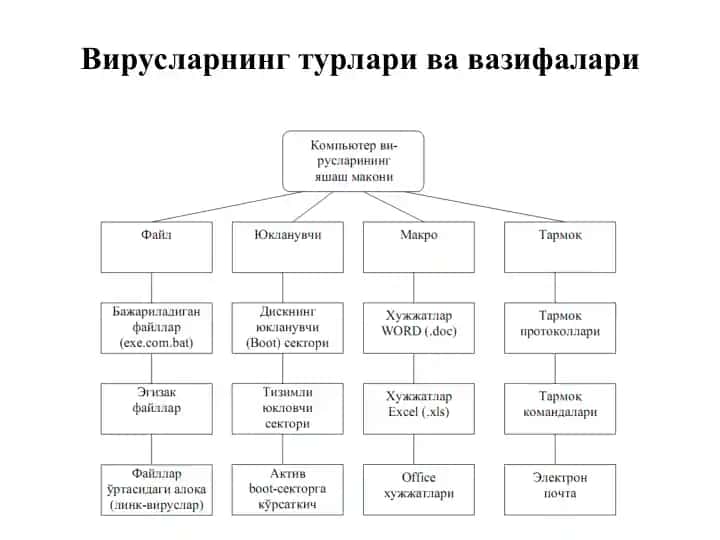 Вирусларнинг турлари ва вазифалари