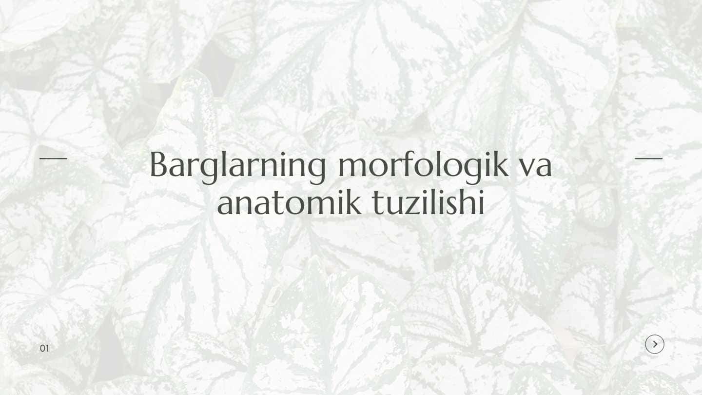 Barglarning morfologik va anatomik tuzilishi