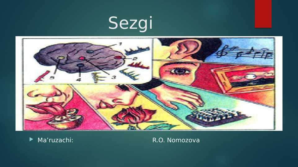 Sezgi