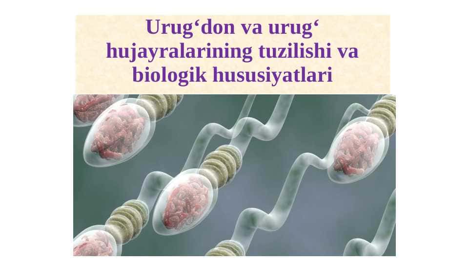 Urug`don . Urug` hujayralrining tuzishi