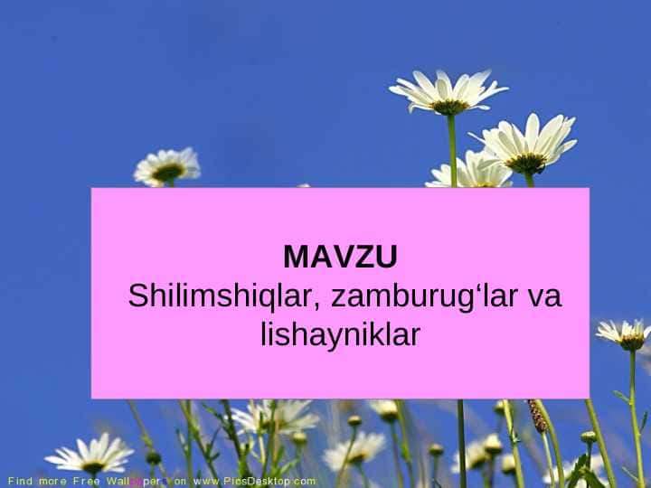 Shilimshiqlar, zamburug‘lar va lishayniklar