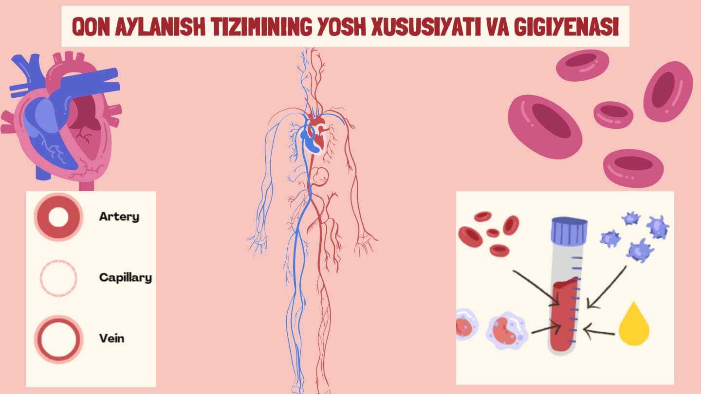 Qon aylanish tizimi va gigiyenasi