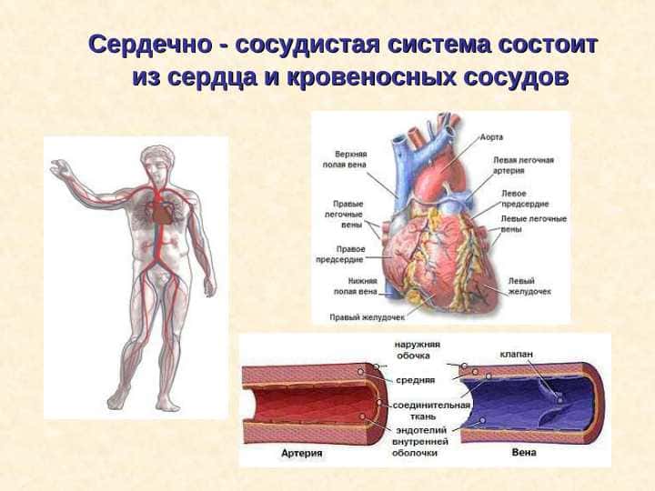 YURАK | сердце