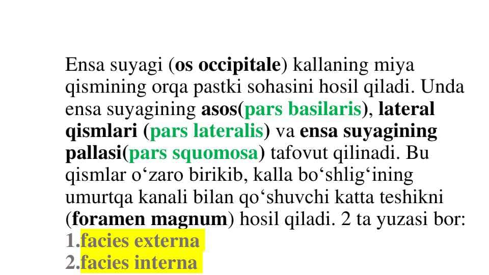 Ensa suyagi (os occipitale)