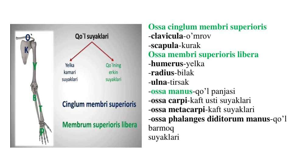 Qo'l,oyoq va chanoq suyaklari