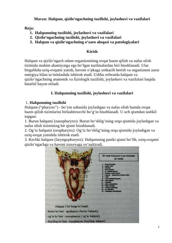 Halqum, qizilo‘ngachning tuzilishi, joylashuvi va vazifalari