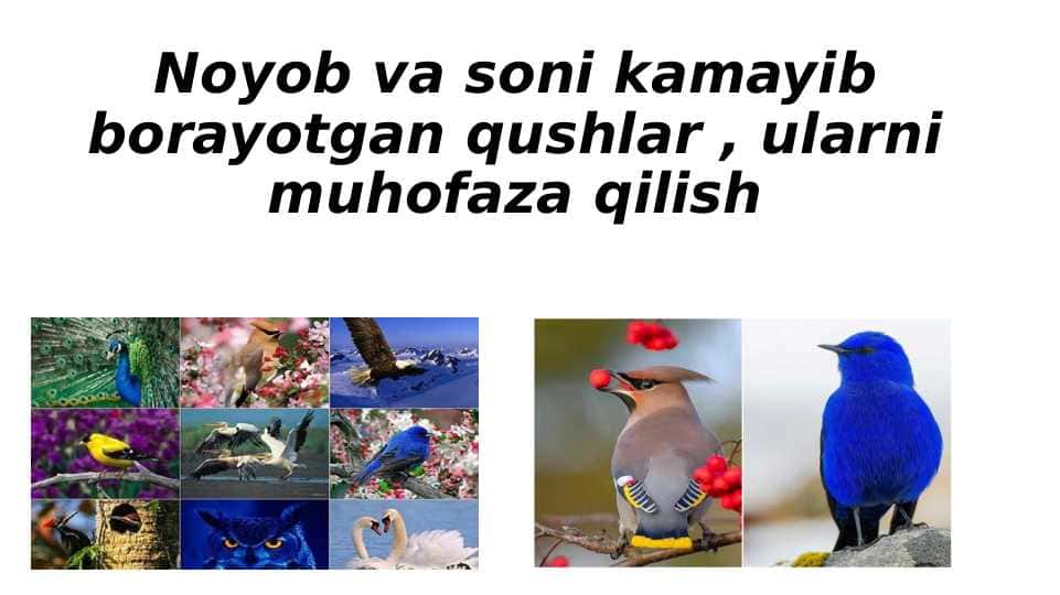 Noyob va soni kamayib borayotgan qushlar , ularni muhofaza qilish