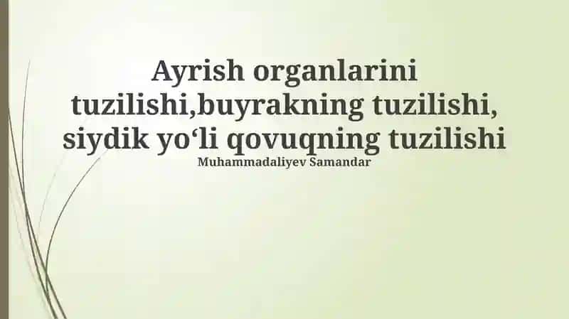 Siydik organlarining tuzilishi